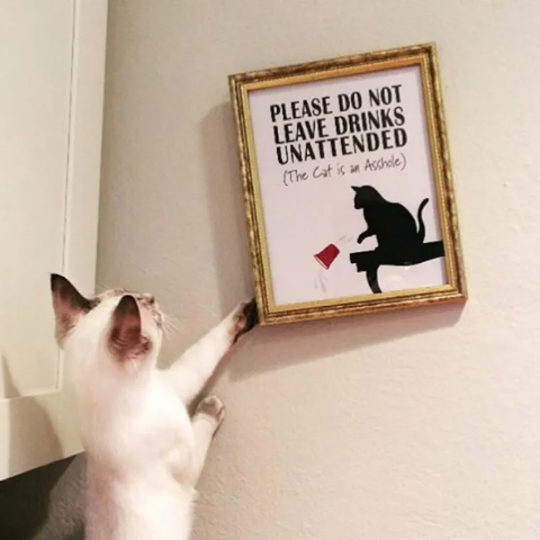 VEĆE FRAJERE NISTE VIDJELI: Ljubimci koji su hladnokrvniji od Jamesa Bonda na apaurinu