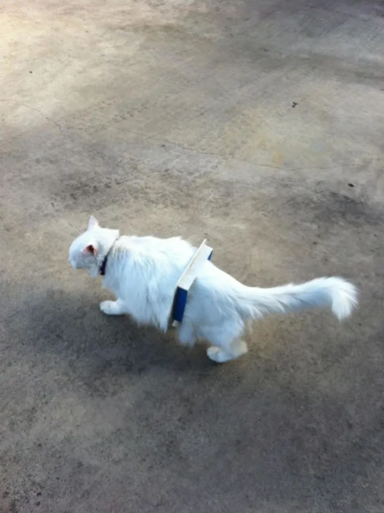 VEĆE FRAJERE NISTE VIDJELI: Ljubimci koji su hladnokrvniji od Jamesa Bonda na apaurinu