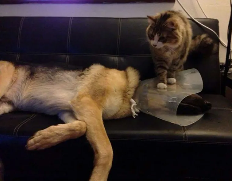 VEĆE FRAJERE NISTE VIDJELI: Ljubimci koji su hladnokrvniji od Jamesa Bonda na apaurinu