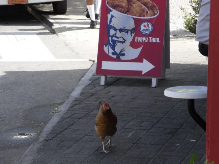 VEĆE FRAJERE NISTE VIDJELI: Ljubimci koji su hladnokrvniji od Jamesa Bonda na apaurinu