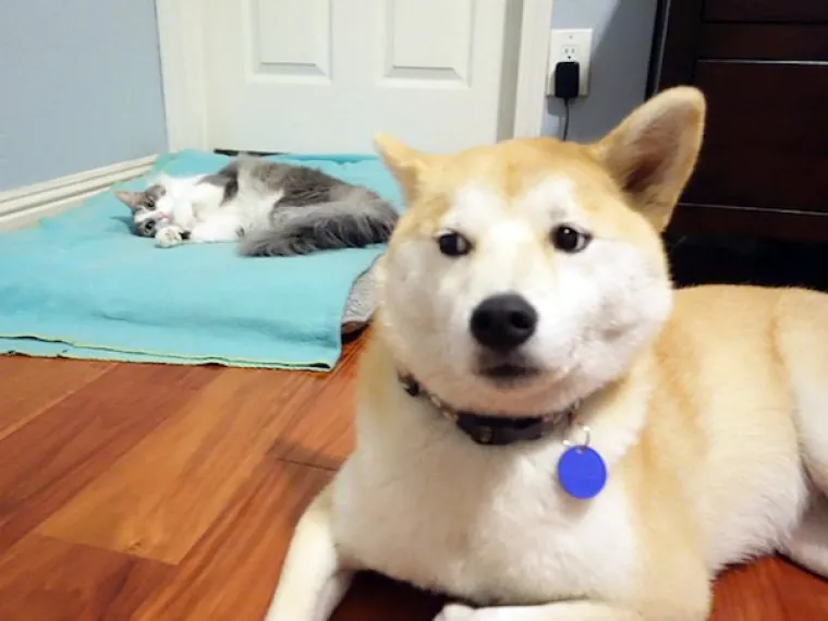 DA NIJE TAKO SMIJE&Scaron;NO, BILO BI TUŽNO: Umiljate mačke nemilosrdno deložirale pse