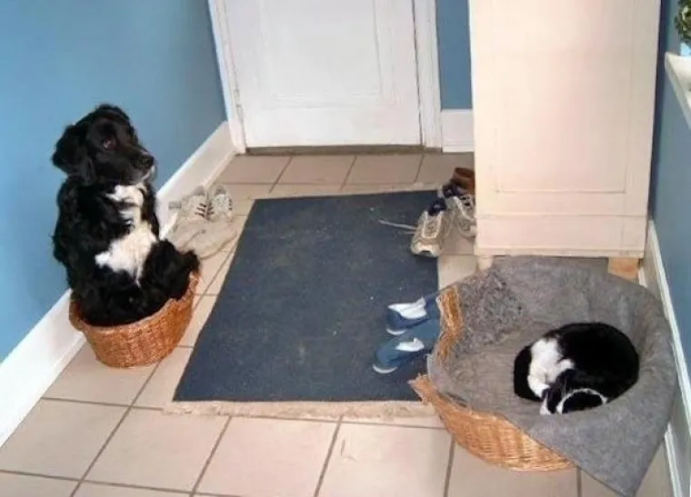 DA NIJE TAKO SMIJE&Scaron;NO, BILO BI TUŽNO: Umiljate mačke nemilosrdno deložirale pse