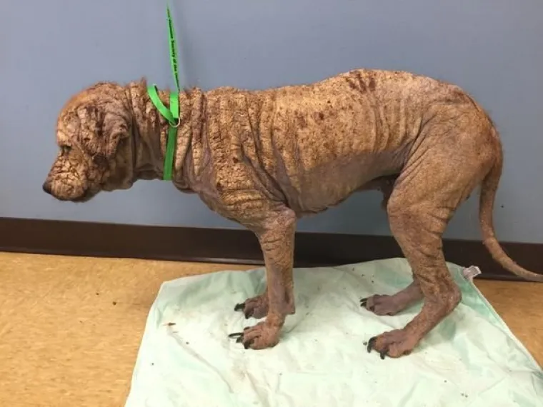 Ovo je Groot, pas pronađen na ulicama Atlante. Veterinare je podsjećao na lik iz filma Guardians of the Galaxy zato &scaron;to mu je koža izgledala poput kore drveta kada je zaprimljen. Na svu sreću, psu su pomogli na vrijeme, a u nastavku možete pogledati put njegovog oporavka.