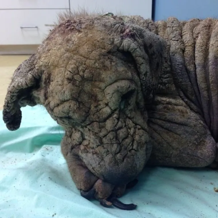 SRCEDRAPAJUĆA PRIČA: Prona&scaron;li psa u katastrofalnom stanju, pogledajte u kakvog se neodoljivog &scaron;armera pretvorio