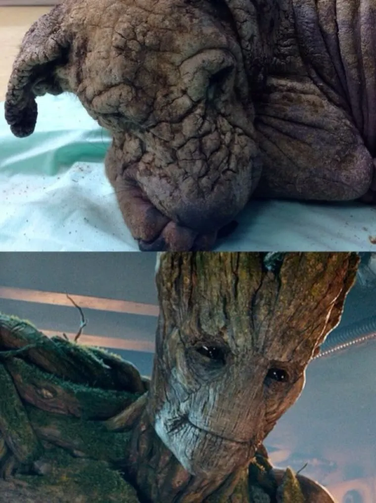 SRCEDRAPAJUĆA PRIČA: Prona&scaron;li psa u katastrofalnom stanju, pogledajte u kakvog se neodoljivog &scaron;armera pretvorio