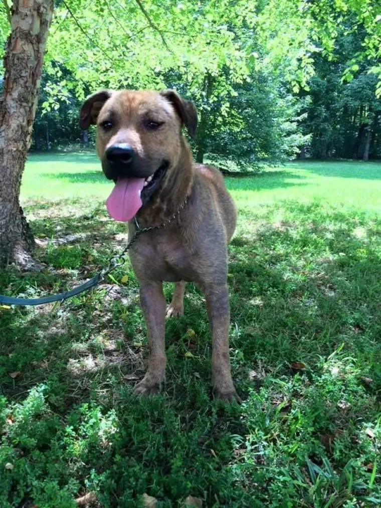 SRCEDRAPAJUĆA PRIČA: Prona&scaron;li psa u katastrofalnom stanju, pogledajte u kakvog se neodoljivog &scaron;armera pretvorio