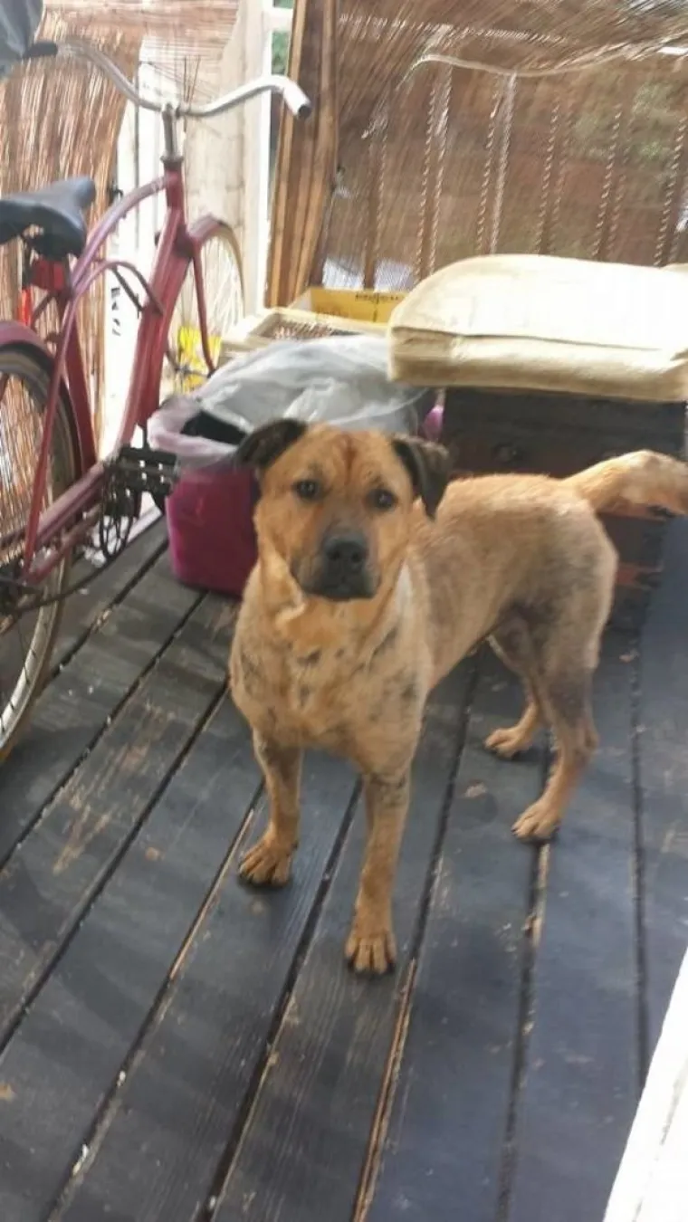 SRCEDRAPAJUĆA PRIČA: Prona&scaron;li psa u katastrofalnom stanju, pogledajte u kakvog se neodoljivog &scaron;armera pretvorio