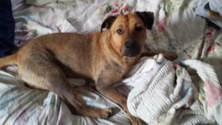 SRCEDRAPAJUĆA PRIČA: Prona&scaron;li psa u katastrofalnom stanju, pogledajte u kakvog se neodoljivog &scaron;armera pretvorio