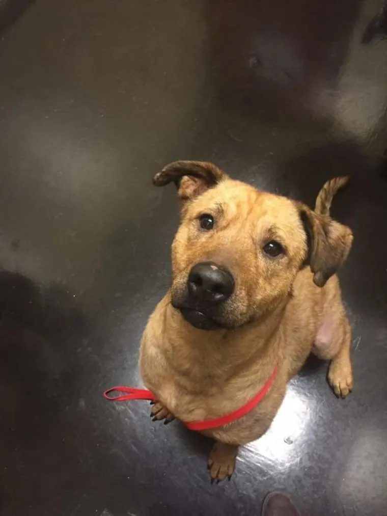 SRCEDRAPAJUĆA PRIČA: Prona&scaron;li psa u katastrofalnom stanju, pogledajte u kakvog se neodoljivog &scaron;armera pretvorio