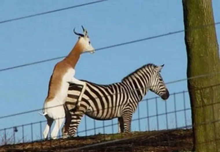 S NJIMA NE&Scaron;TO NIJE U REDU: Uhvaćeni u perverznim, bizarnim i sumanutim situacijama usred bijelog dana