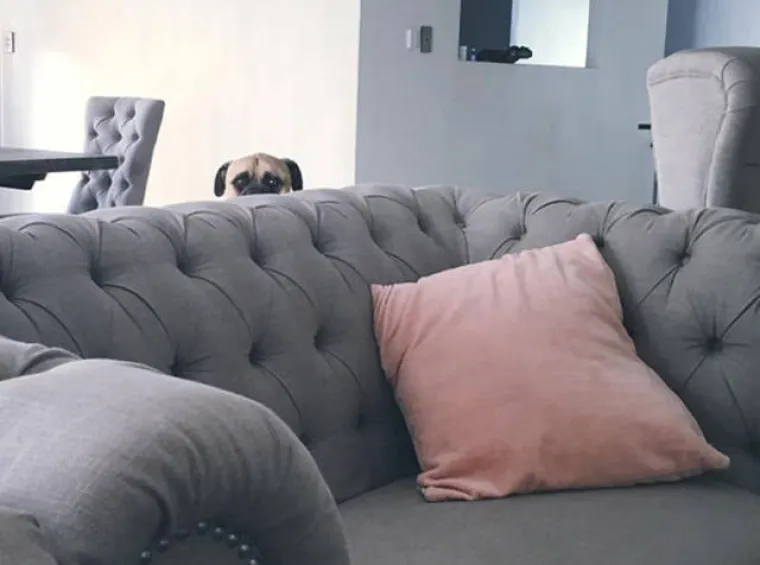 Psi mogu biti čovjekov najveći prijatelj, no neki psi izgledaju kao pravi &scaron;pijuni. Jednog takvog možete pogledati u galeriji. Njegovom vlasniku nikako nije jasno za&scaron;to ga pas stalno uhodi, ali inače se dobro slažu. Možda jednostavno budno pazi na vlasnika jer zna ne&scaron;to &scaron;to on ne zna?