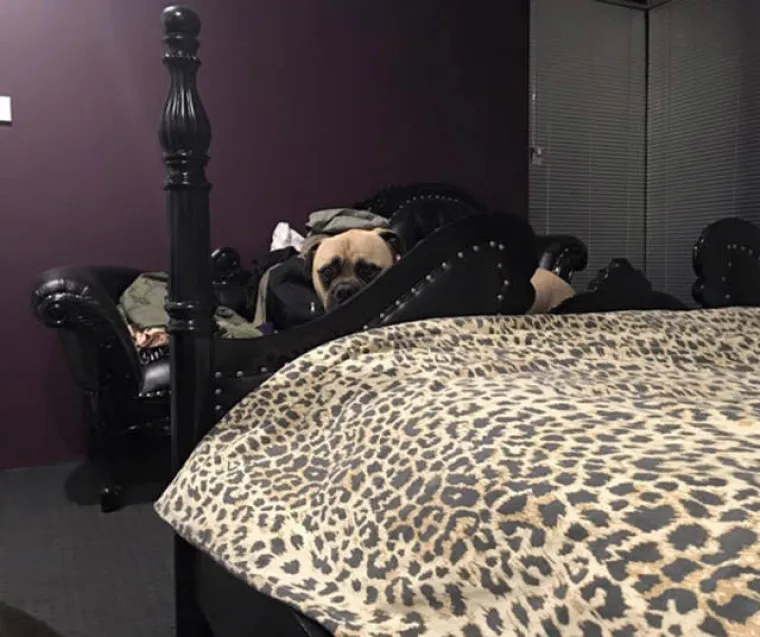 NAJBOLJI PRIJATELJ ILI PSIHOPAT? Primijetio je da ga vlastiti ljubimac jako čudno gleda, &scaron;to to znači?!