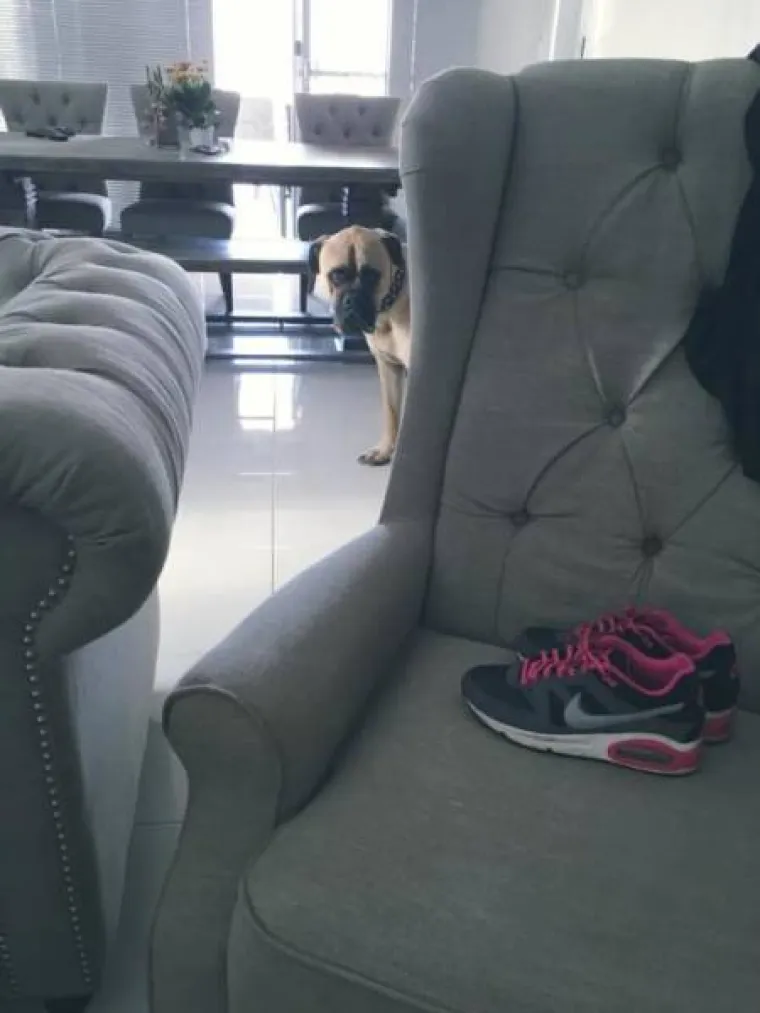 NAJBOLJI PRIJATELJ ILI PSIHOPAT? Primijetio je da ga vlastiti ljubimac jako čudno gleda, &scaron;to to znači?!