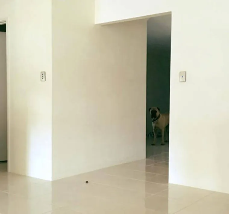 NAJBOLJI PRIJATELJ ILI PSIHOPAT? Primijetio je da ga vlastiti ljubimac jako čudno gleda, &scaron;to to znači?!