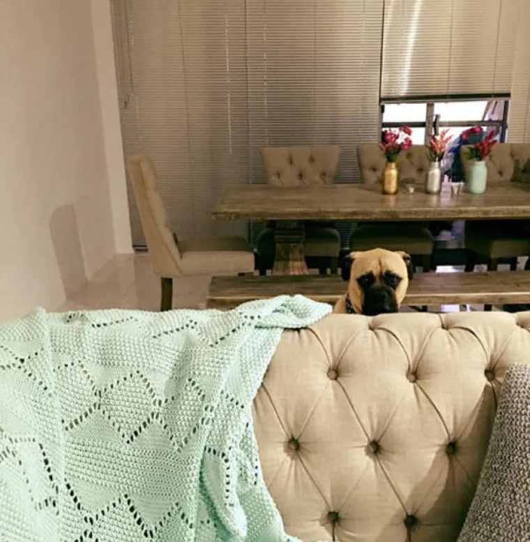 NAJBOLJI PRIJATELJ ILI PSIHOPAT? Primijetio je da ga vlastiti ljubimac jako čudno gleda, &scaron;to to znači?!