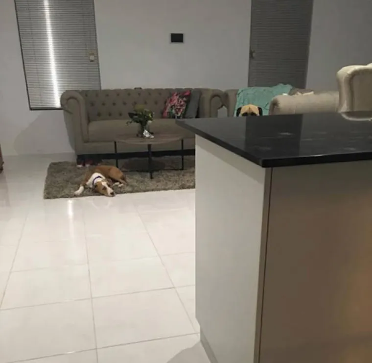 NAJBOLJI PRIJATELJ ILI PSIHOPAT? Primijetio je da ga vlastiti ljubimac jako čudno gleda, &scaron;to to znači?!