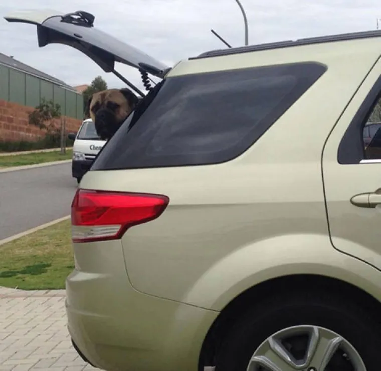 NAJBOLJI PRIJATELJ ILI PSIHOPAT? Primijetio je da ga vlastiti ljubimac jako čudno gleda, &scaron;to to znači?!