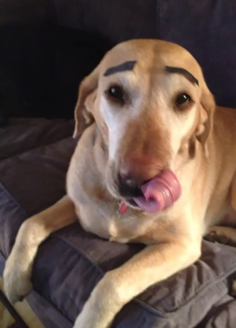 NAPRAVIO SI &Scaron;TO?! Evo za&scaron;to nije ba&scaron; pametno ostaviti psa dečku na čuvanje