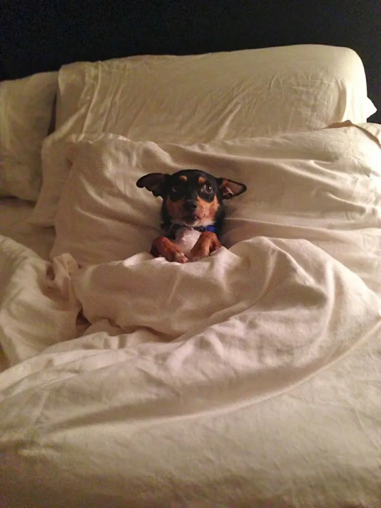 NAPRAVIO SI &Scaron;TO?! Evo za&scaron;to nije ba&scaron; pametno ostaviti psa dečku na čuvanje