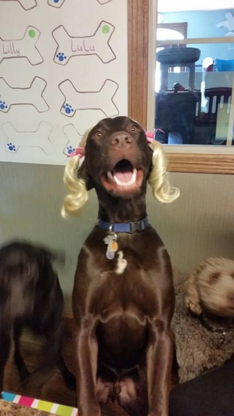 NAPRAVIO SI &Scaron;TO?! Evo za&scaron;to nije ba&scaron; pametno ostaviti psa dečku na čuvanje