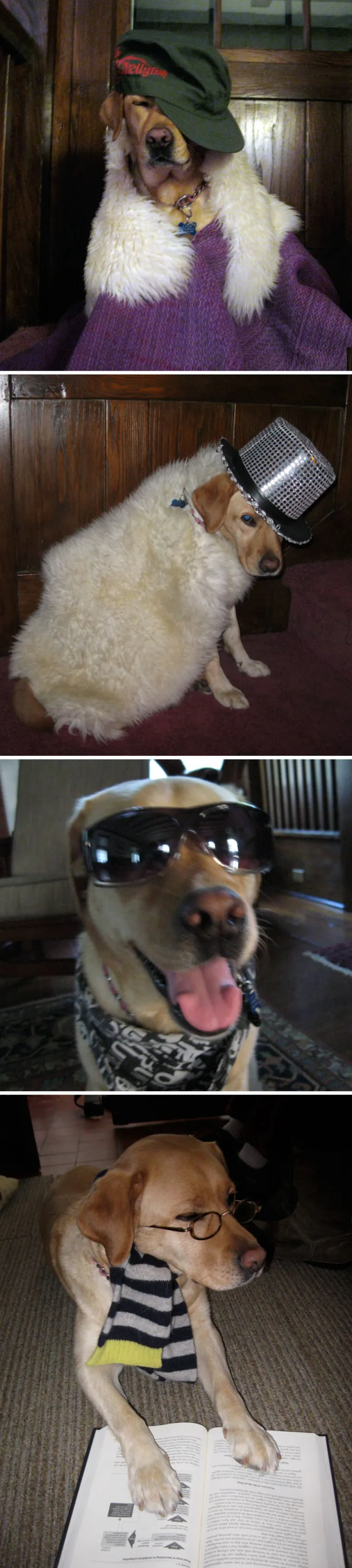 NAPRAVIO SI &Scaron;TO?! Evo za&scaron;to nije ba&scaron; pametno ostaviti psa dečku na čuvanje