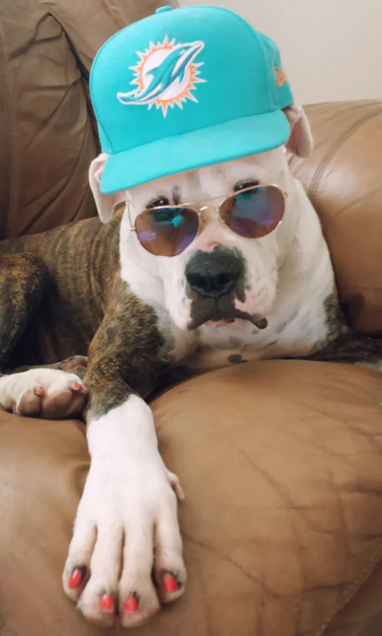 NAPRAVIO SI &Scaron;TO?! Evo za&scaron;to nije ba&scaron; pametno ostaviti psa dečku na čuvanje