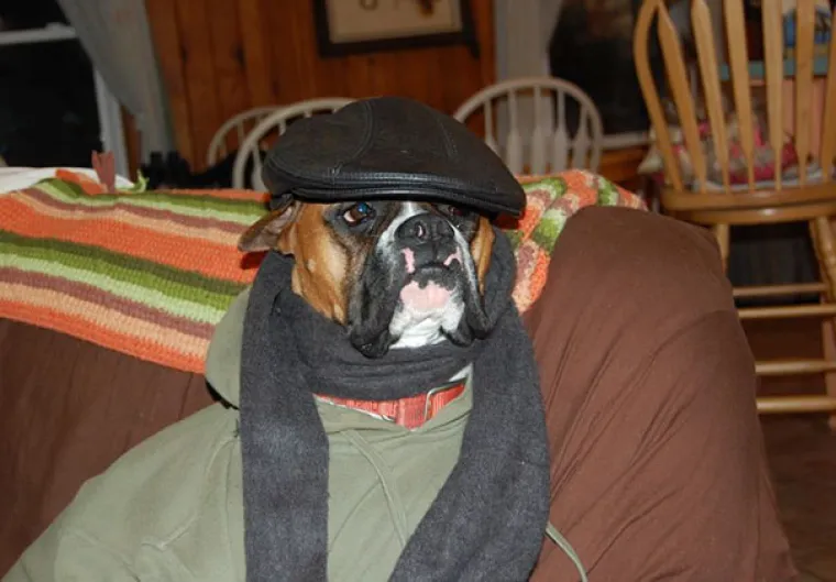 NAPRAVIO SI &Scaron;TO?! Evo za&scaron;to nije ba&scaron; pametno ostaviti psa dečku na čuvanje