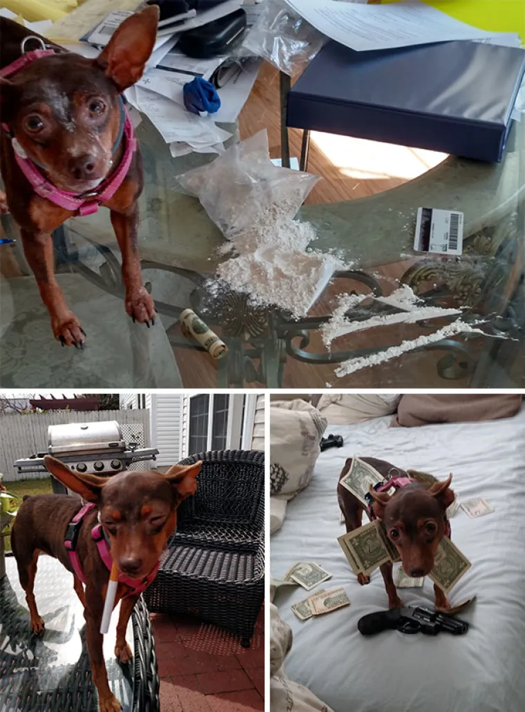 NAPRAVIO SI &Scaron;TO?! Evo za&scaron;to nije ba&scaron; pametno ostaviti psa dečku na čuvanje