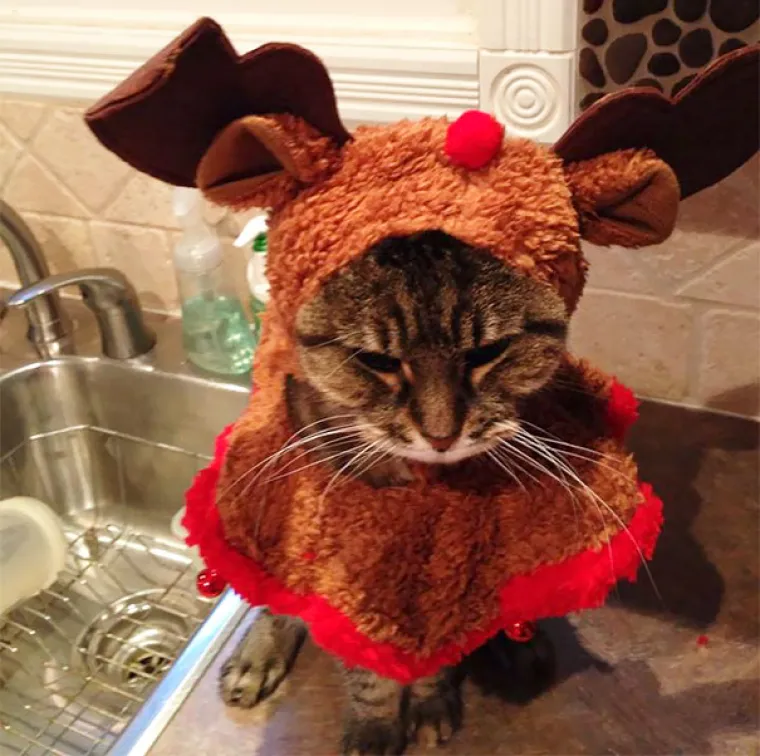 NAPRAVIO SI &Scaron;TO?! Evo za&scaron;to nije ba&scaron; pametno ostaviti psa dečku na čuvanje