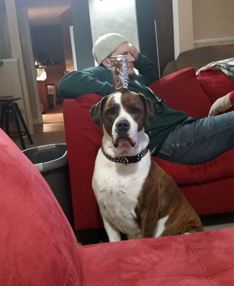 NAPRAVIO SI &Scaron;TO?! Evo za&scaron;to nije ba&scaron; pametno ostaviti psa dečku na čuvanje