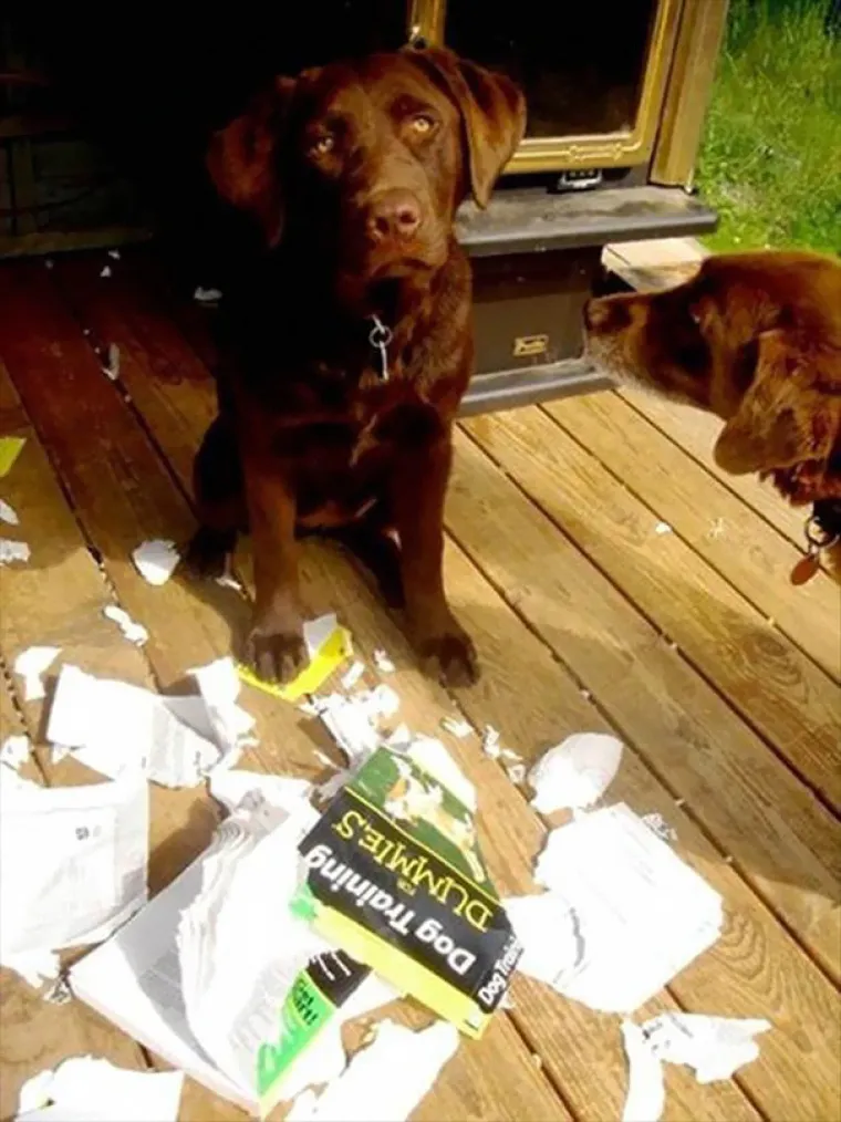 IRONIJA NA NAJJAČE: Hrvatska politika ipak nije najbizarnija stvar na svijetu