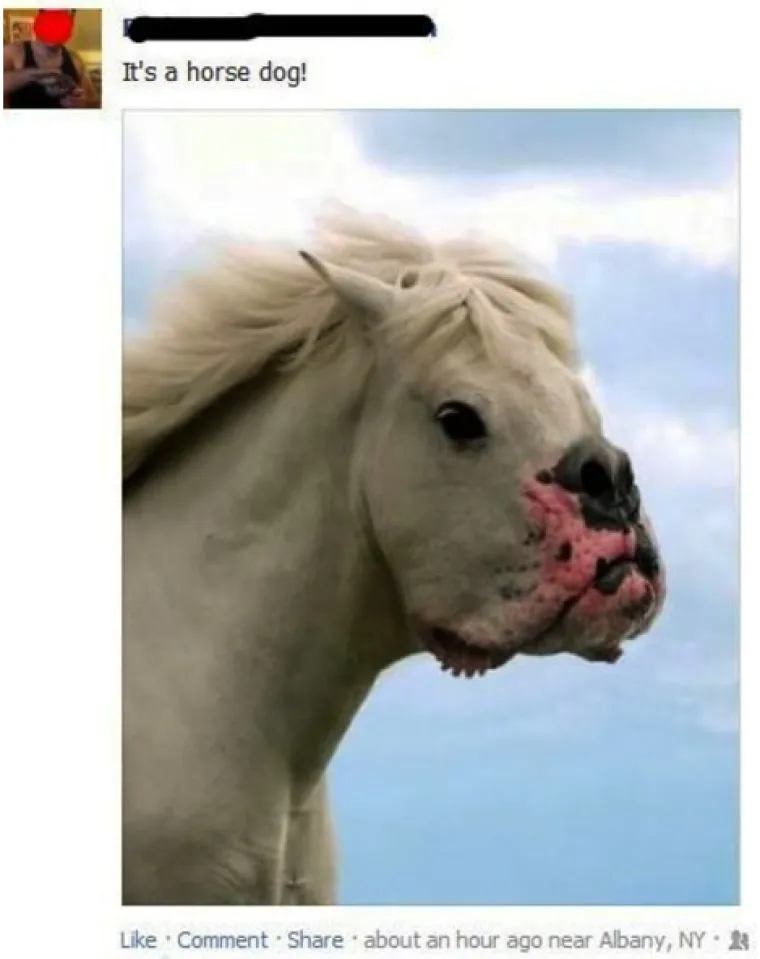 Konjopas?