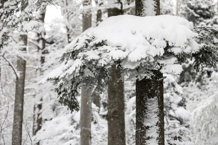 NA MEDVEDNICI JE PRAVA ZIMSKA BAJKA, A SREDINA JE TRAVNJA: Ove fotografije izgledaju gotovo nestvarno
