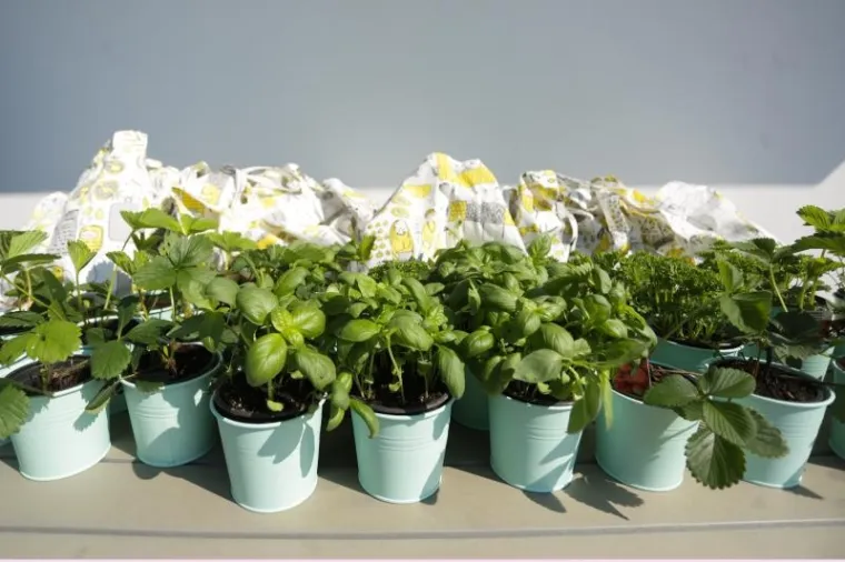 Djeca sadila biljke u IKEA urbanom vrtu na krovu nebodera na Iblerovom trgu