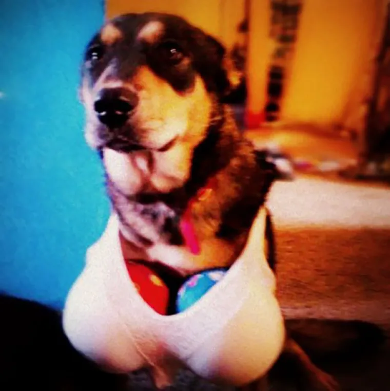 KADA DJECA OSTANU S LJUBIMCIMA... Koliko god su rezultati urnebesni, ne isku&scaron;avajte ovo doma