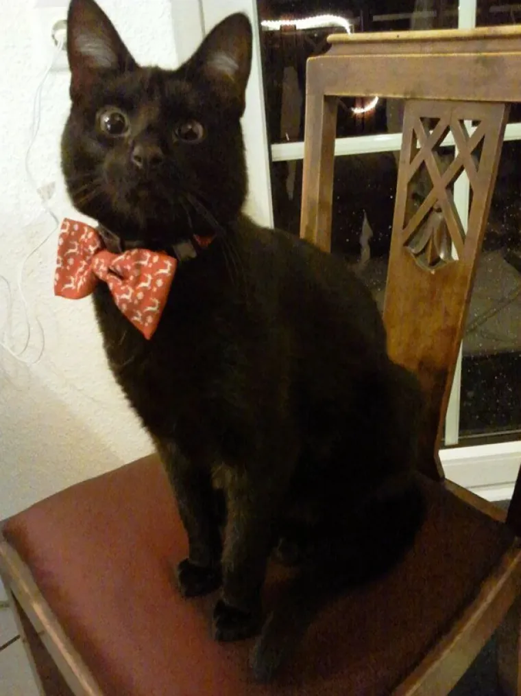 KADA DJECA OSTANU S LJUBIMCIMA... Koliko god su rezultati urnebesni, ne isku&scaron;avajte ovo doma