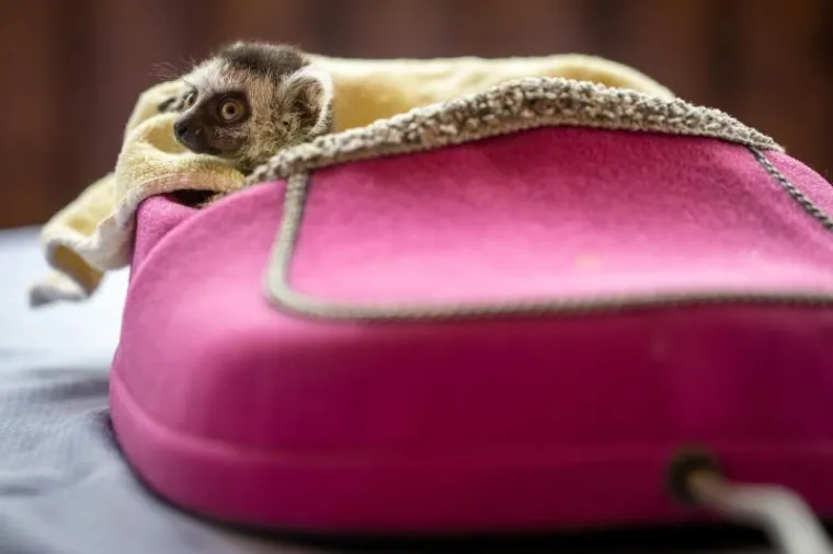 Preslatka beba lemur živi u kućnoj papuči, nakon što ju je napustila mama