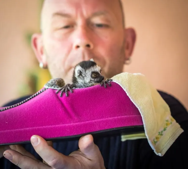 Preslatka beba lemur živi u kućnoj papuči, nakon što ju je napustila mama