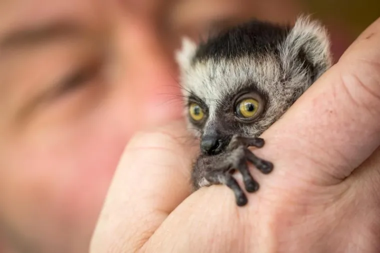 Preslatka beba lemur živi u kućnoj papuči, nakon &scaron;to ju je napustila mama