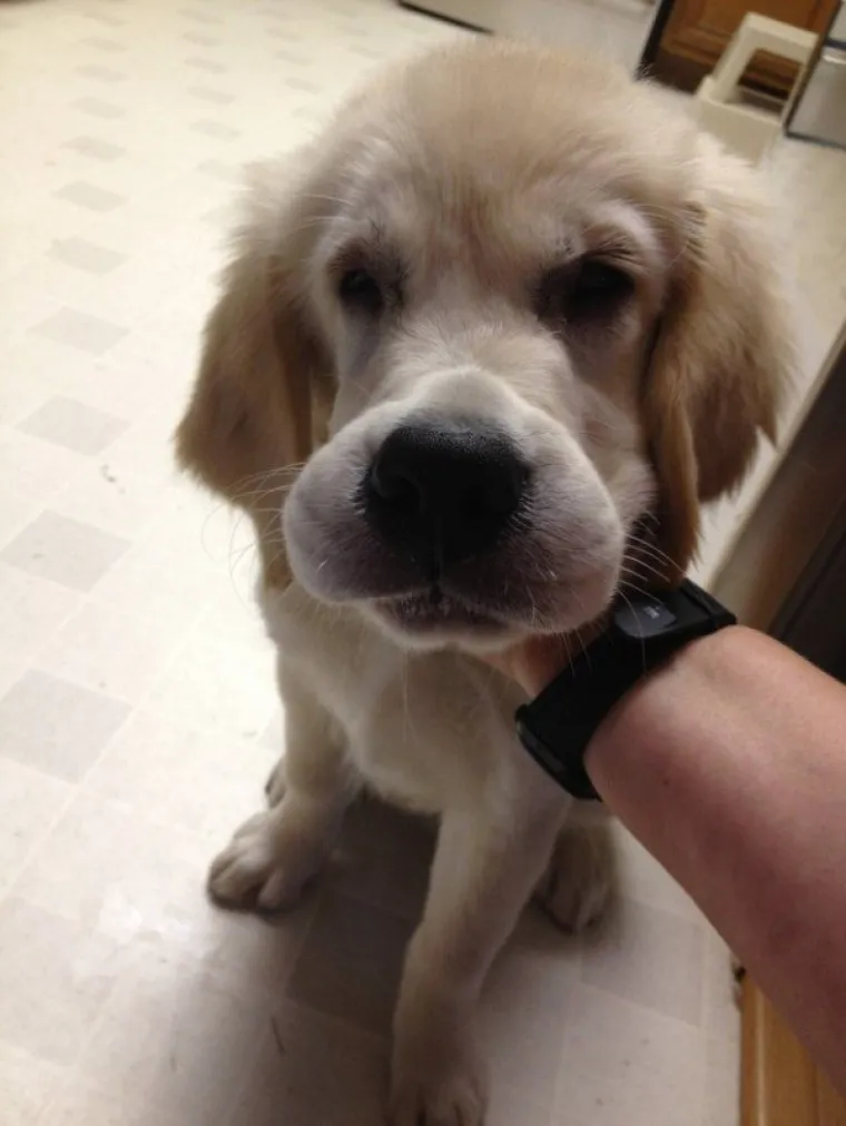 IZGUBILI BITKU S PČELAMA, ALI DOBILI RAT: Preslatki psići će vas raznježiti svojim nju&scaron;kama