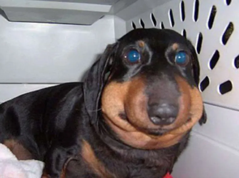 IZGUBILI BITKU S PČELAMA, ALI DOBILI RAT: Preslatki psići će vas raznježiti svojim nju&scaron;kama