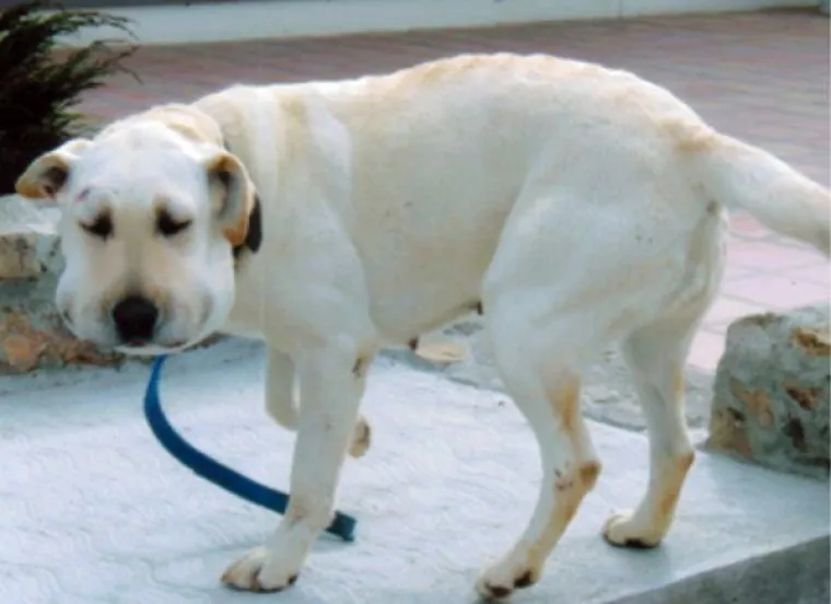 IZGUBILI BITKU S PČELAMA, ALI DOBILI RAT: Preslatki psići će vas raznježiti svojim nju&scaron;kama