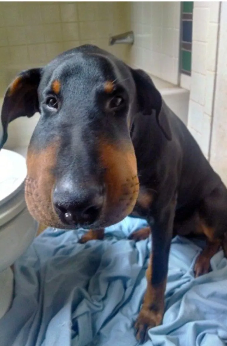 IZGUBILI BITKU S PČELAMA, ALI DOBILI RAT: Preslatki psići će vas raznježiti svojim nju&scaron;kama