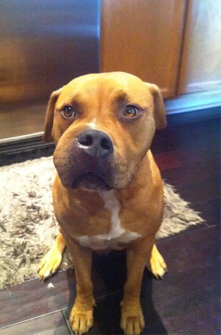 IZGUBILI BITKU S PČELAMA, ALI DOBILI RAT: Preslatki psići će vas raznježiti svojim nju&scaron;kama