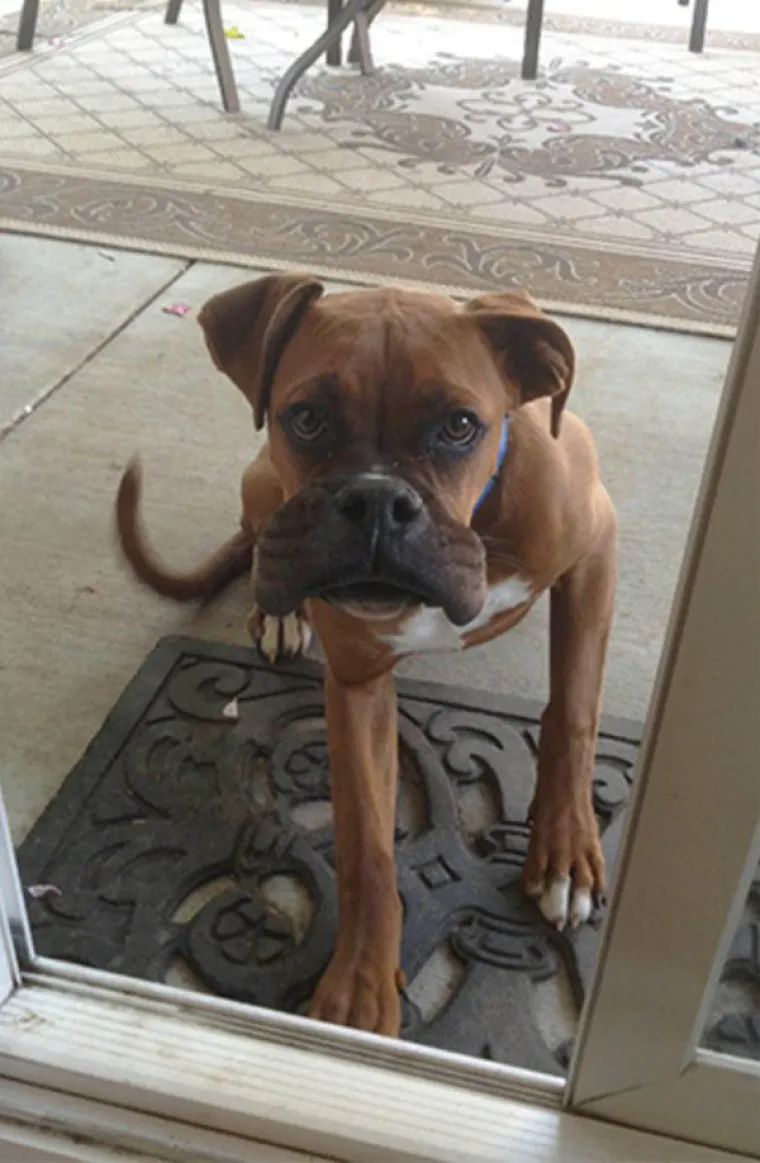 IZGUBILI BITKU S PČELAMA, ALI DOBILI RAT: Preslatki psići će vas raznježiti svojim nju&scaron;kama