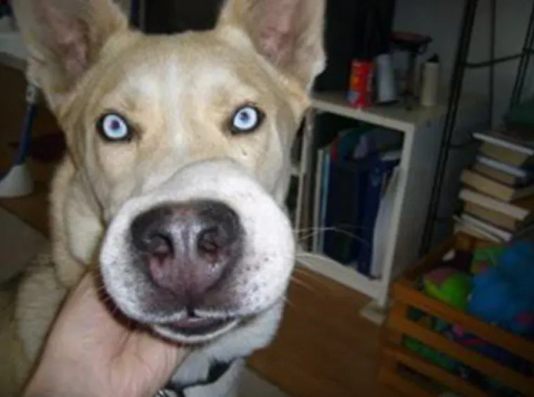 IZGUBILI BITKU S PČELAMA, ALI DOBILI RAT: Preslatki psići će vas raznježiti svojim nju&scaron;kama