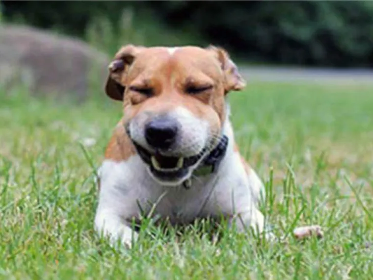 IZGUBILI BITKU S PČELAMA, ALI DOBILI RAT: Preslatki psići će vas raznježiti svojim nju&scaron;kama