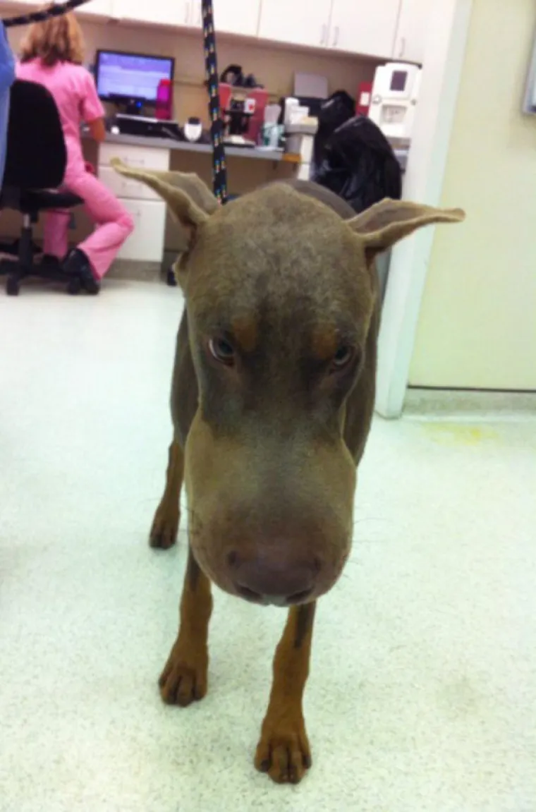 IZGUBILI BITKU S PČELAMA, ALI DOBILI RAT: Preslatki psići će vas raznježiti svojim nju&scaron;kama