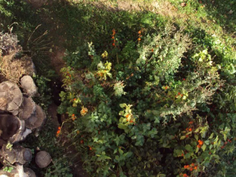 SAMO 5 POSTO LJUDI MOŽE PRONAĆI SVE MACE: Dobro pogledajte fotke i provjerite jeste li dorasli izazovu