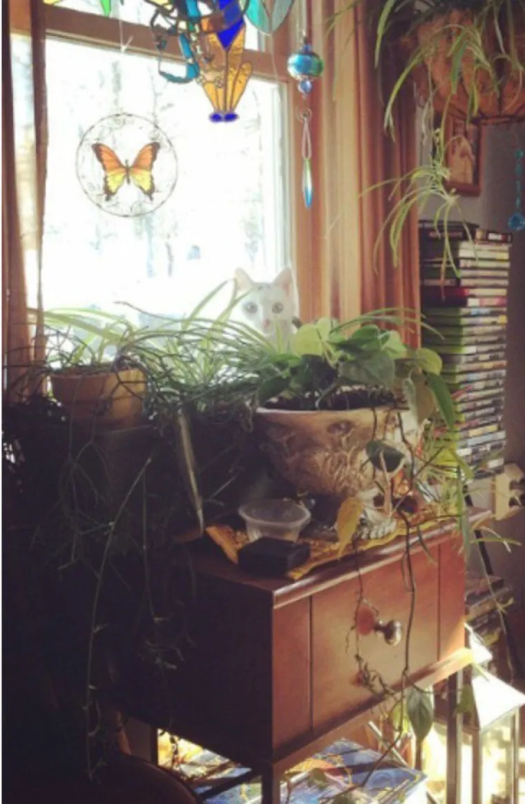 SAMO 5 POSTO LJUDI MOŽE PRONAĆI SVE MACE: Dobro pogledajte fotke i provjerite jeste li dorasli izazovu